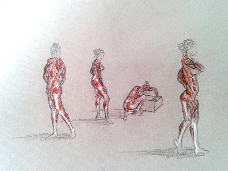 stage de morphologie