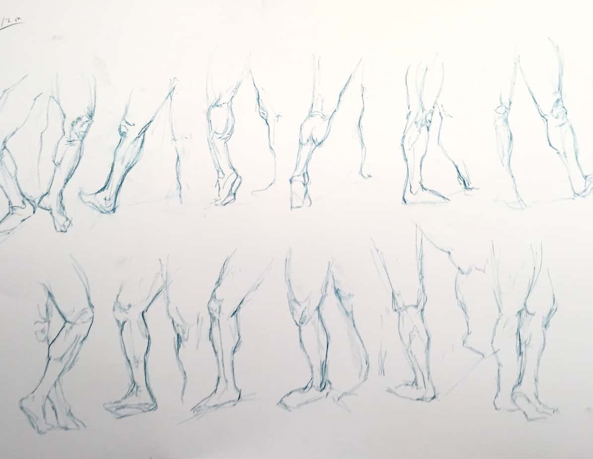 cours de morphologie