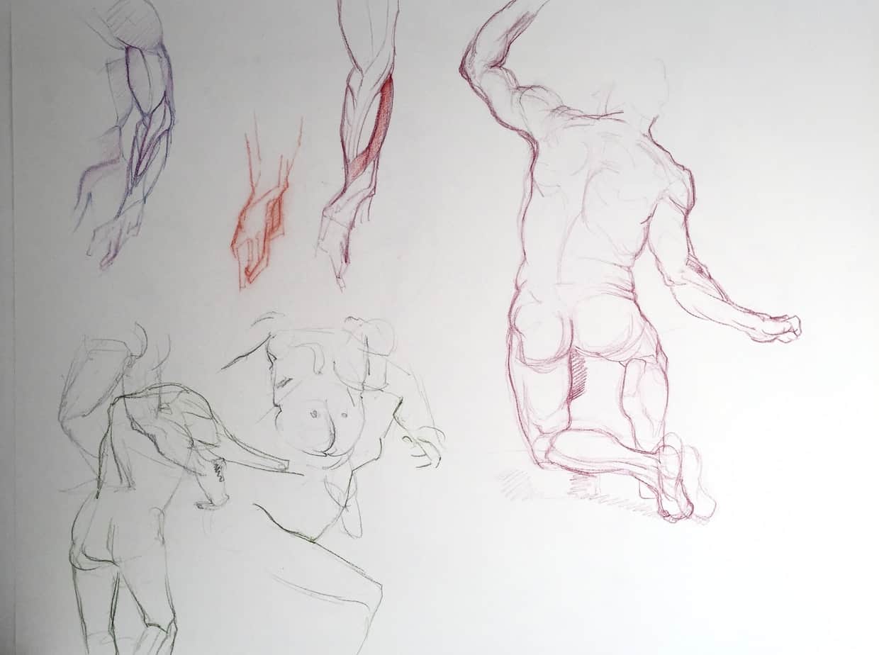 stage de morphologie