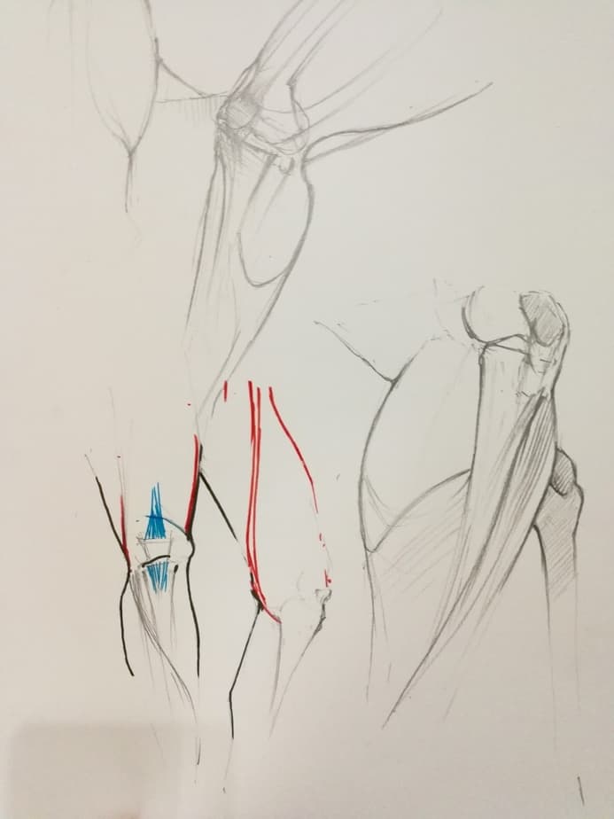 stage de morphologie