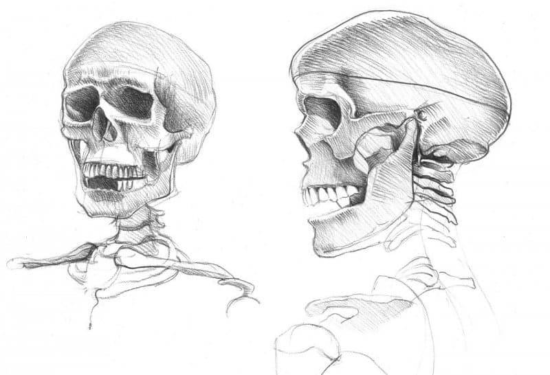 stage de morphologie