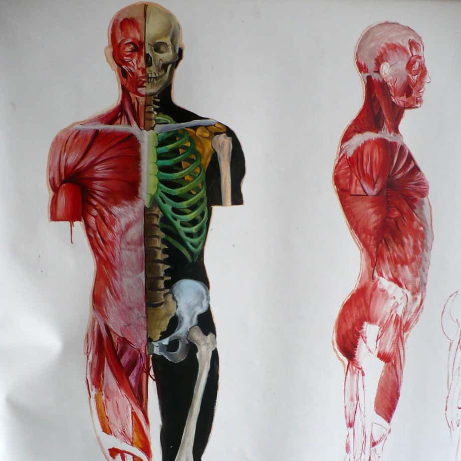 stage dessin morphologie